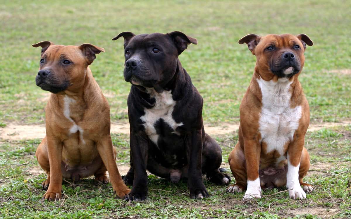 Exploring the Top 3 Different Types of Pit Bull Dog Breeds